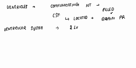 label-the-brain-ventricles-and-associated-passagesas-viewed-from-a-lateral-perspective-cerebral-aqueduct-central-canalof-spinal-cord-third-ventricle-interventricular-foramen-fourth-ventricle-30295