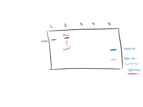 determine-the-sizes-of-the-uncut-plasmid-and-the-restriction-fragments-produced-from-the-padams-plasmid-using-the-gel-image-below_-the-tirst-lane-is-the-marker-which-indicates-the-sizes-of-p-29838