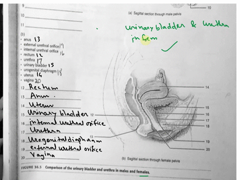 asagimal-section-b-anus-external-urethral-orificel-rectum-urethra-urinary-bladder-urogenital-diaphragm-uterus-vagina-12-13-14-15-16-17-20-b-sagittal-soction-through-emale-pelvis-figure-365-c-33207