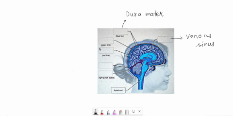 drag the labels to the appropriate location in the figure cranium ...