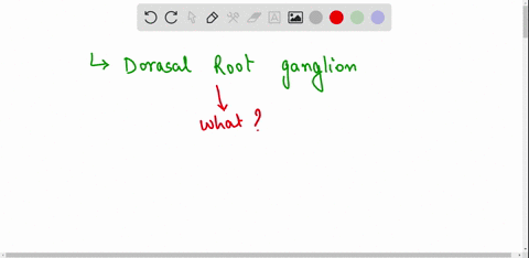 what-structure-is-indicated-by-the-arrow-in-the-image-below-dorsal-root-dorsal-root-ganglion-spinal-nerve-ventral-root-dorsal-ramus-45154