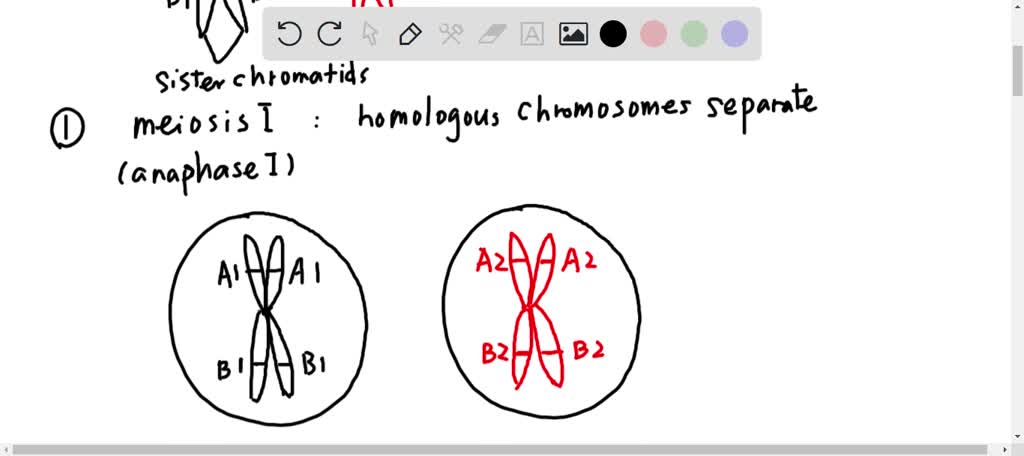 06.9. The Image Below Shows A Homologous Chromosome Pair With Two Genes ...