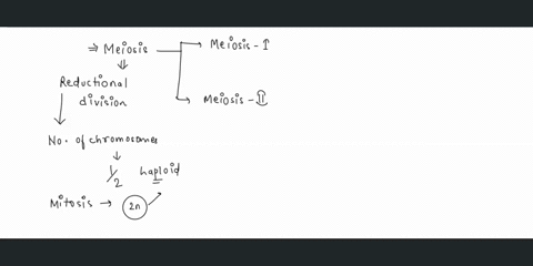 what-is-the-product-of-meiosis-i-a-four-diploid-cells-b-two-diploid-cells-c-two-haploid-cells-d-four-haploid-cells-76425
