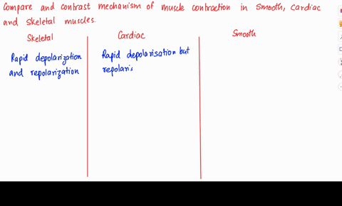 compare-and-contrast-the-mechanisms-of-muscle-contraction-by-skeletal-muscle-cardiac-muscle-and-smooth-muscle-specifically-discuss-the-differences-or-similarities-in-the-phases-of-excitation-05717
