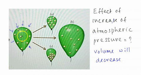 63-which-of-the-three-changes-shown-in-figure-p63-best-illustrates-what-happens-when-the-atmospheric-pressure-on-helium-filled-rubber-balloon-increased-at-constant-temperature-because-atoms-90389