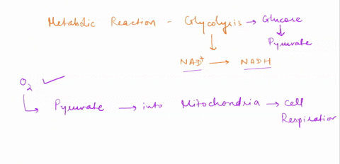 the-first-step-in-the-process-of-cellular-respiration-is-glycolysis-in-which-glucose-is-converted-to-pyruvate-and-nad-is-reduced-to-nadh-this-process-creates-2-net-atp-in-order-for-glycolysi-86868