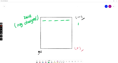 16_-when-running-gel-in-an-electrophoresis-chamber-as-preformed-in-lab-the-dna-which-has-negative-charge-is-loaded-in-wells-closest-to-the-negatively-charge-electrode-when-current-is-applied-68269