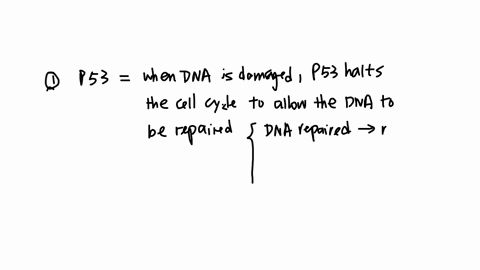 question-1-it-is-estimated-that-p53-is-mutated-in-50-of-all-human-cancers-if-the-gene-that-encodes-p53-is-mutated-such-that-p53-is-non-functional-what-process-would-be-affected-the-ability-to-halt-the