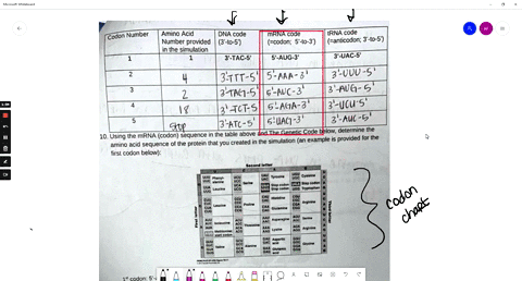 codon-number-amino-acid-dna-code-number-provided-3-t0-52-in-the-simulation-3-tac-5-mrna-code-zcodon-5-t0-32-rna-code-anticodon-3-t0-5-5-aug-3-3-uac-5-5-aaa-3-3-vuu-5-3ttt-5-5-avc-3-3-aug-5-3-14332