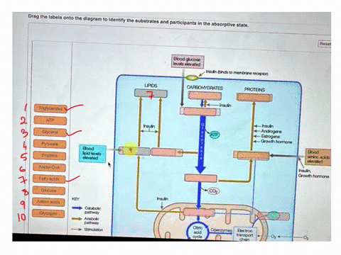 drag-the-labels-onto-the-diagram-to-identify-the-substrates-and-participants-in-the-absorptive-state-rese-blood-glucose-levels-elevated-tineuinbinds-to-membrane-recepton-upios-carbohydrates-82051