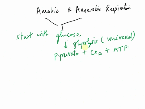 compare-and-contrast-aerobic-respiration-anaerobic-respiration-and-fermentation-6-8-sentences-77767