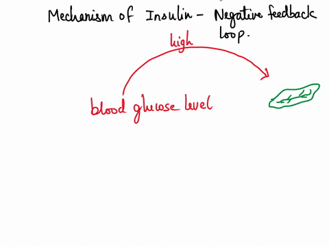 insulin-controls-the-blood-glucose-level-in-a-positive-feedback-loop-as-the-level-of-blood-glucose-rises-above-a-normal-set-point-the-level-of-insulin-increases-to-raise-the-blood-glucose-le-35813