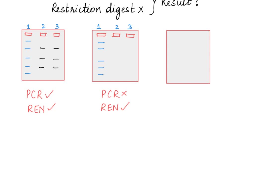 SOLVED: When doing RFLP analysis using PCR, what result would you expect to  see after gel electrophoresis if the PCR was successful but the restriction  digest fails?