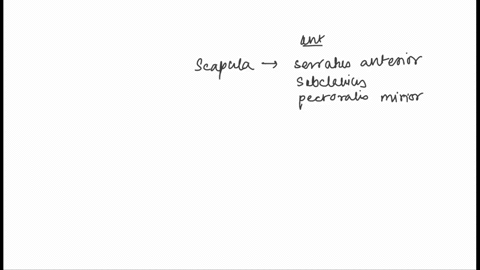 46-which-muscle-would-not-move-the-scapula-a-rhomboid-b-erector-spinae-c-serratus-anterior-d-pectoralis-minor-e-trapezius-18638