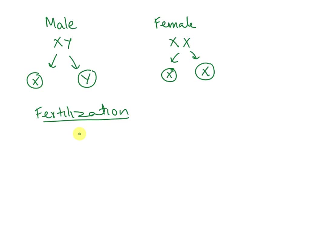 SOLVED: In human beings, the father is responsible for the determination of  the sex of the child, not the mother. Justify your answer.