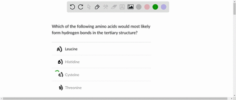 which-of-the-following-amino-acids-would-most-likely-form-hydrogen-bonds-in-the-tertiary-structure-leucine-histidine-cysteine-threonine-39266