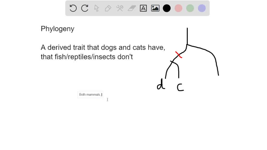 how closely related are dogs and cats