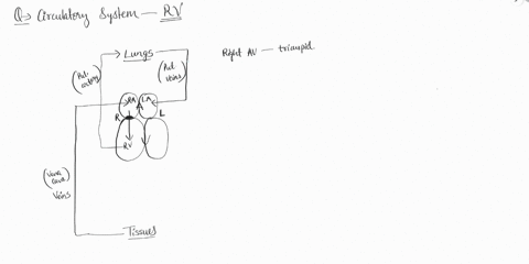 the-right-ventricle-pumps-blood-out-of-the-heart-to-the-systemic-circuit-o-receives-blood-from-the-left-atrium-through-the-right-atrio-ntriculartricuspidvalve-o-has-thinner-muscular-walls-th-31504