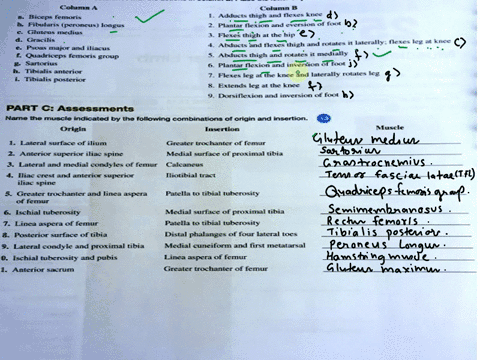 match-the-muscles-in-the-column-name-the-muscle-by-origin-and-insertion-part-bassessments-column-a-s-biceps-femoris-bfibularis-peroncuslongus-cgluteus-medius-dgracilis-epsoas-major-and-iliac-5342