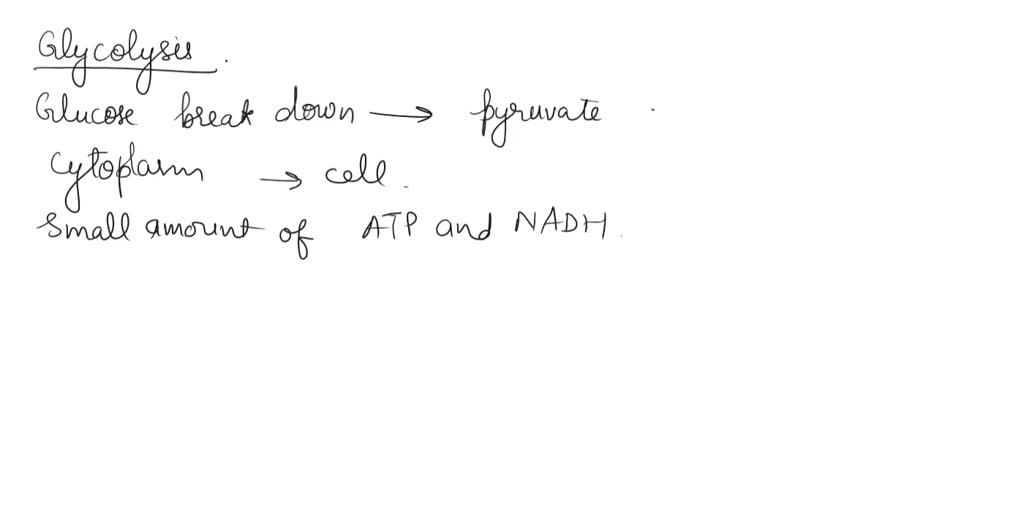 SOLVED: The molecules of NADH formed during pyruvate oxidation go where ...