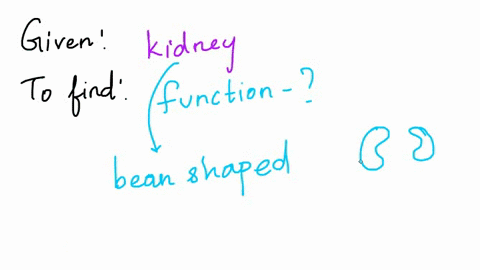 which-of-the-following-is-a-function-of-the-kidney-a-osmoregulation-b-excretion-of-solid-waste-c-pro-44903