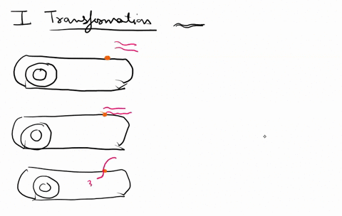 describe-the-processes-of-horizontal-gene-transfer-in-bacteria_-74714