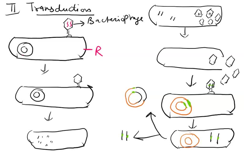 SOLVED Compare and contrast mechanisms of horizontal gene transfer