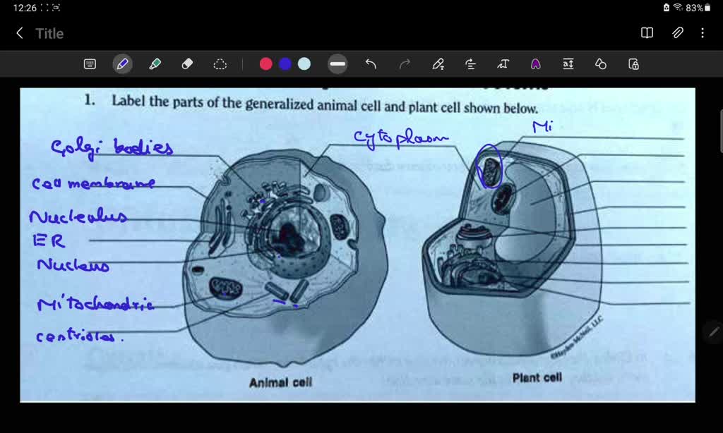 SOLVED: Label the parts of the generalized animal cell and plant cell shown  below Anlmal coll Plent coll