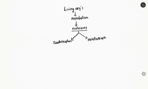 organism-that-makes-its-own-food-with-the-suns-light-68643