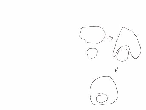 what-is-the-term-for-the-process-by-which-a-cell-engulfs-large-particles-or-other-cells-by-wrapping-its-cell-membrane-around-them-a-exocytosis-b-phagocytosis-c-pinocytosis-d-osmosis