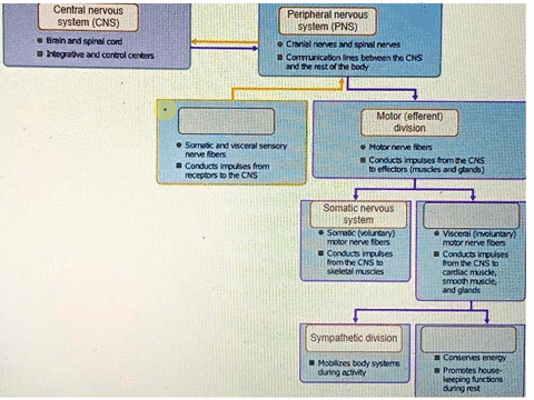 central-nervous-systemcns-brain-and-spinal-cord-integrative-and-control-centers-peripheral-nervous-systempns-cranial-nerves-and-spinal-nerves-communication-lines-betneen-the-cns-and-the-rest-48583