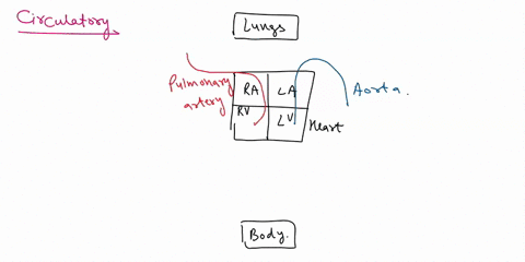 describe-the-blood-flow-through-the-systemic-and-pulmonary-circuits-point-out-where-along-the-way-the-blood-flows-through-arteries-versus-veins-and-along-which-stretch-the-blood-is-oxygenate-50221