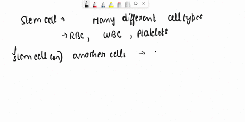 which-of-the-following-is-not-true-of-hematopoiesis-stem-cells-are-prccursors-t0-polymorphs-stem-cclls-differentiate-into-blood-cclls-and-mcgakaryocytes-via-the-erythrocytesmegakaryocytcs-li-44289