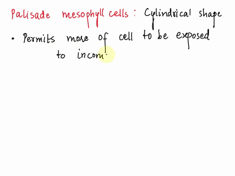 how-does-the-cylindrical-shape-of-the-palisade-mesophyll-cells-increase-the-amount-of-photosynthesis-that-the-leaf-can-carry-out-95906