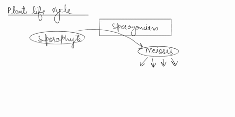 diagram-the-general-life-cycle-of-a-plant-how-does-this-compare-to-the-life-cycle-of-a-moss-how-does-this-compare-to-the-life-cycle-of-a-fern-how-does-this-compare-to-the-life-cycle-of-a-gym-94718