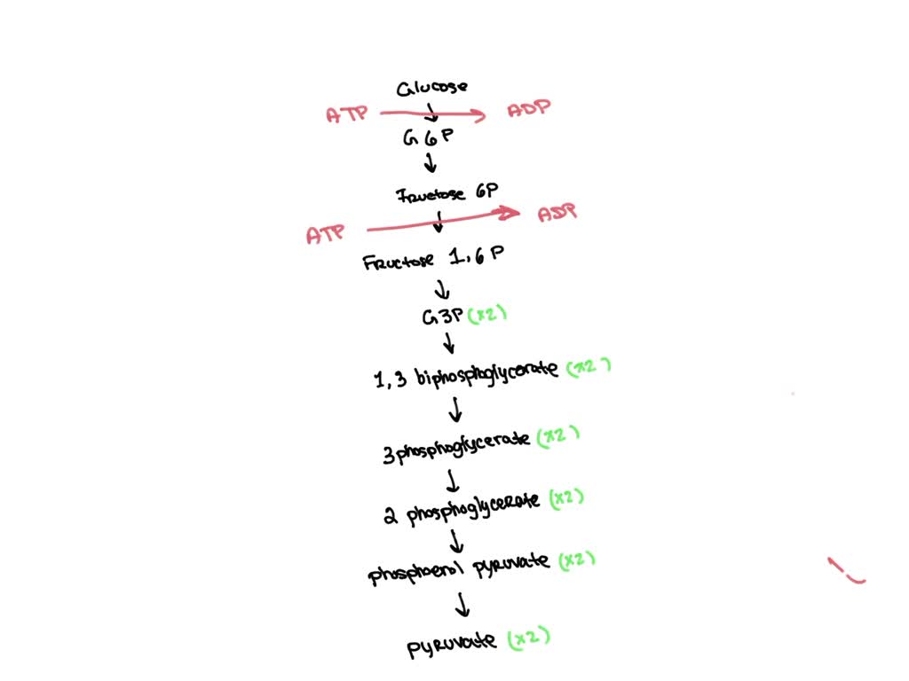 SOLVED For each molecule of glucose consumed, 2 pyruvates are formed from glycolysis. What is