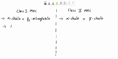 compare-and-contrast-the-structures-of-class-i-and-class-ii-mhc-molecules-what-kinds-of-cells-expres-36886