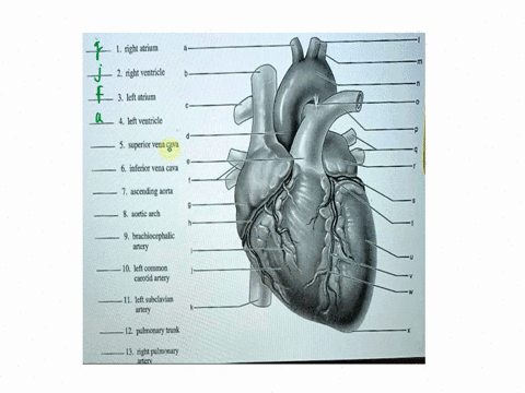 gross-anatomy-of-the-human-heart-1-an-anterior-view-of-the-heart-is-shown-herematch-each-structure-listed-on-the-left-with-the-correct-letter-in-the-figure-1right-atrium-m-2right-ventricle-n-23653
