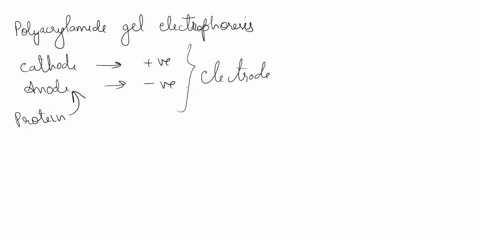 your-turn-part-ofi-polyucrylamide-gel-is-shown-bolow-mlxtura-ol-fouur-proteing-loaded-into-only-tha-first-well-of-thls-gel-the-molecular-ielghts-of-tho-proteins-in-the-mlxture-are-o00-12000-18523