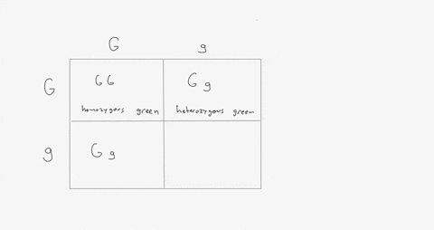 use-a-punnet-square-to-predict-the-phenotypes-and-genotypes-of-the-offspring-from-a-cross-between-a-heterozygous-green-pod-male-parent-and-a-heterozygous-green-pod-female-parent-where-green-84258