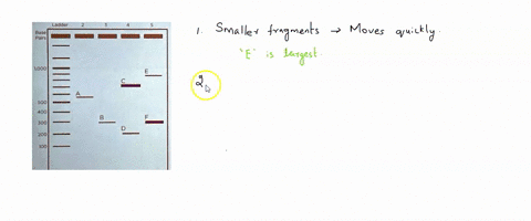 agarose-gel-electrophoresis-i5-lechnique-used-lo-separate-dna-fragments-by-size-agarose-is-a-seaweed-derived-gelling-agent-ihat-creales-semi-permeable-matrix-which-allows-shorter-ragments-t0-28407