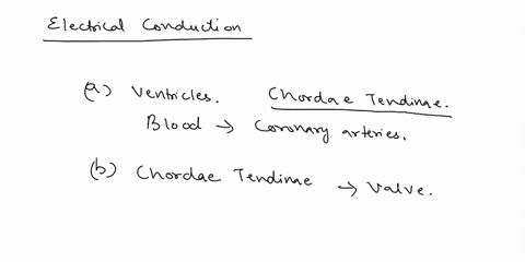part-of-the-electrical-conduction-system-of-the-heart-a-trabeculae-carnae-b-chordae-tendinae-c-moderator-band-d-papillary-muscles-dont-copy-from-google-i-need-unique-answer-31825