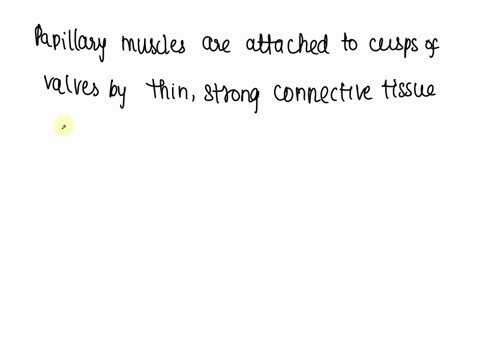 the-connective-tissue-fibers-that-attach-the-papillary-muscles-to-the-av-valves-23922