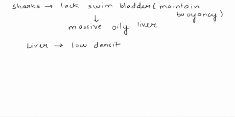 how-does-the-sharks-massive-oily-liver-influence-its-buoyancy-what-is-the-function-of-the-gill-rakers-gill-rakers-are-the-finger-like-structures-projecting-across-the-slit-that-help-keep-foo-69718