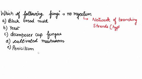 which-of-the-following-fungi-does-not-have-a-mycelium-a-black-bread-mold-b-yeast-c-decomposer-cup-3-06318