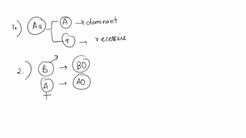 1-a-person-who-has-the-genotype-of-aa-has-what-gametes-group-of-answer-choices-a-a-a-a-aa-aa-aaaa-2-a-man-who-has-type-b-blood-and-a-woman-who-has-type-a-blood-could-have-children-of-which-o-06158