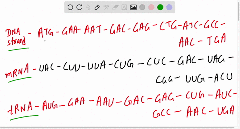 dna-strand-atg-gaa-aat-gac-gag-ctg-atc-gcc-aac-tga-my-answer-mrna-uac-cuu-uua-cug-cuc-gac-uag-cgg-uug-acu-trna-anticodon-aug-gaa-aau-gac-gag-cug-auc-gcc-aac-uga-79557