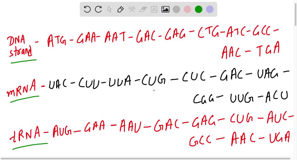 SOLVED: DNA: GAA CAT GAC CCT TGA ATT