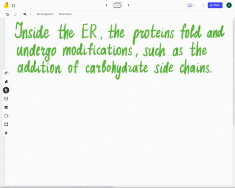 eukaryotes-proteins-are-synthesized-on-ribosomes-and-then-enters-the-following-organelle-to-get-folded-and-allows-addition-of-more-modifications-like-sugars-etc-nucleus-cell-membrane-mitocho-86225