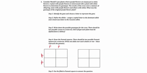 consider-mendel-pea-plants-here-purple-llowers-are-dominant-white-flowers-plant-with-purple-flowers-testcrossed-with-_-plant-with-white-flowers-to-determine-its-genotype-the-results-ofthe-cr-42273